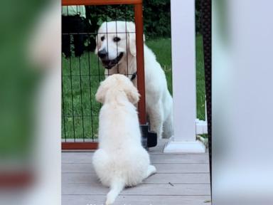 WATCH:  Watch the moment this dog patiently introduces himself to his new puppy brother