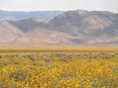 WATCH:  Tourists flock to see Death Valley in bloom