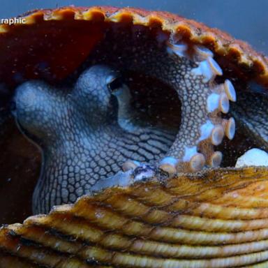 VIDEO: Preview of National Geographic’s show ‘Secrets of the Octopus’