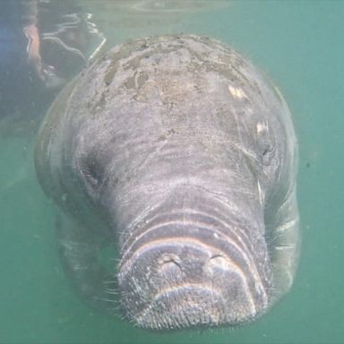 VIDEO: A visit to the manatee safe haven in Florida’s Kings Bay