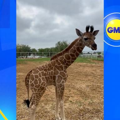 VIDEO: Baby giraffe takes his fame to new heights
