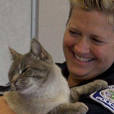 VIDEO: This cat showed up at a police station. Now he's part of the force as ‘Officer Donut’ 