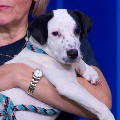 VIDEO: What to know about dog adoption
