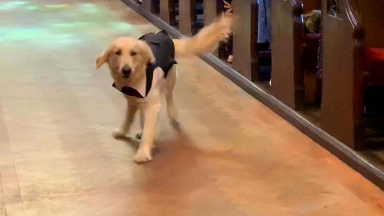 VIDEO: This golden retriever made adorable entrance as ring bearer at his owner's wedding