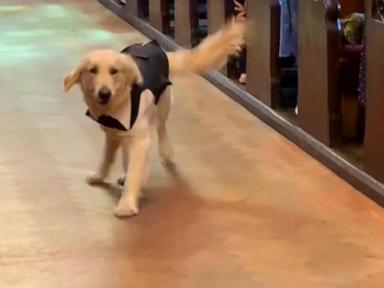 WATCH:  This golden retriever made adorable entrance as ring bearer at his owner's wedding
