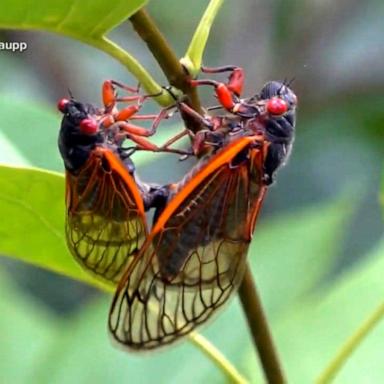 VIDEO: Police tell residents to stop calling over loud cicada buzz