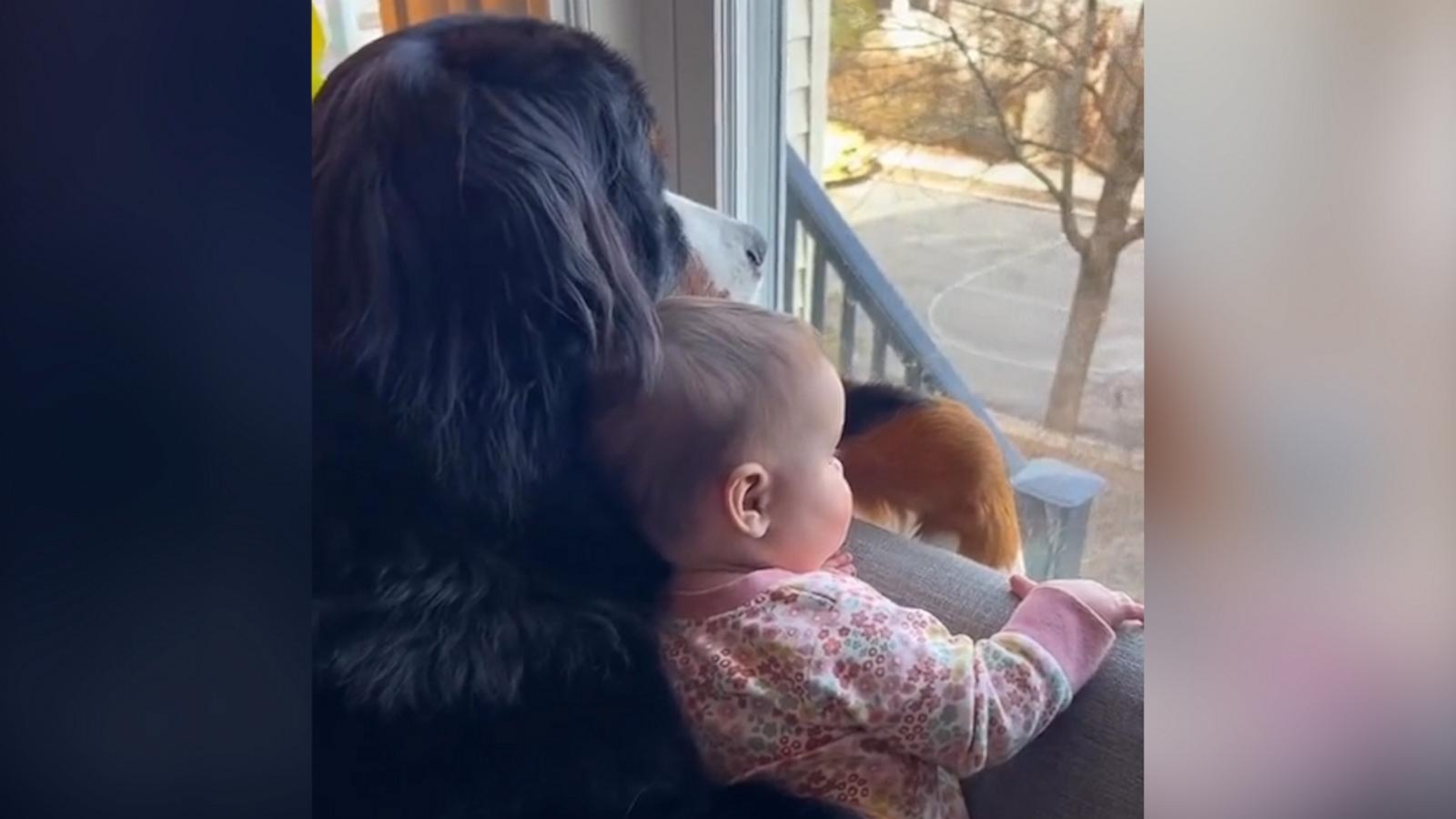 VIDEO: Huge Bernese mountain dog and her tiny human sister love being nosy neighbors