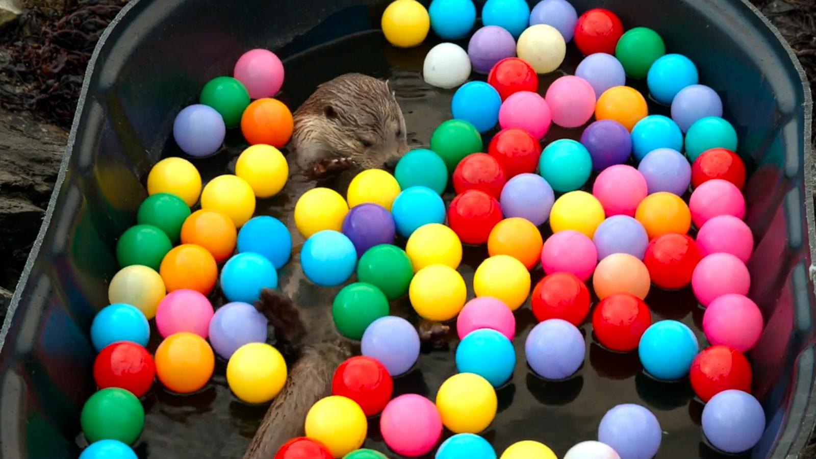 VIDEO: Meet Molly, a wild otter that splashes into fun in National Geographic’s new special