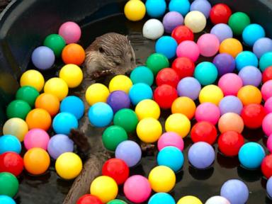 WATCH:  Meet Molly, a wild otter that splashes into fun in National Geographic’s new special