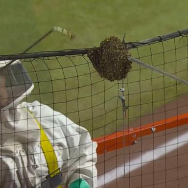 VIDEO: Bees delay Diamondbacks baseball game