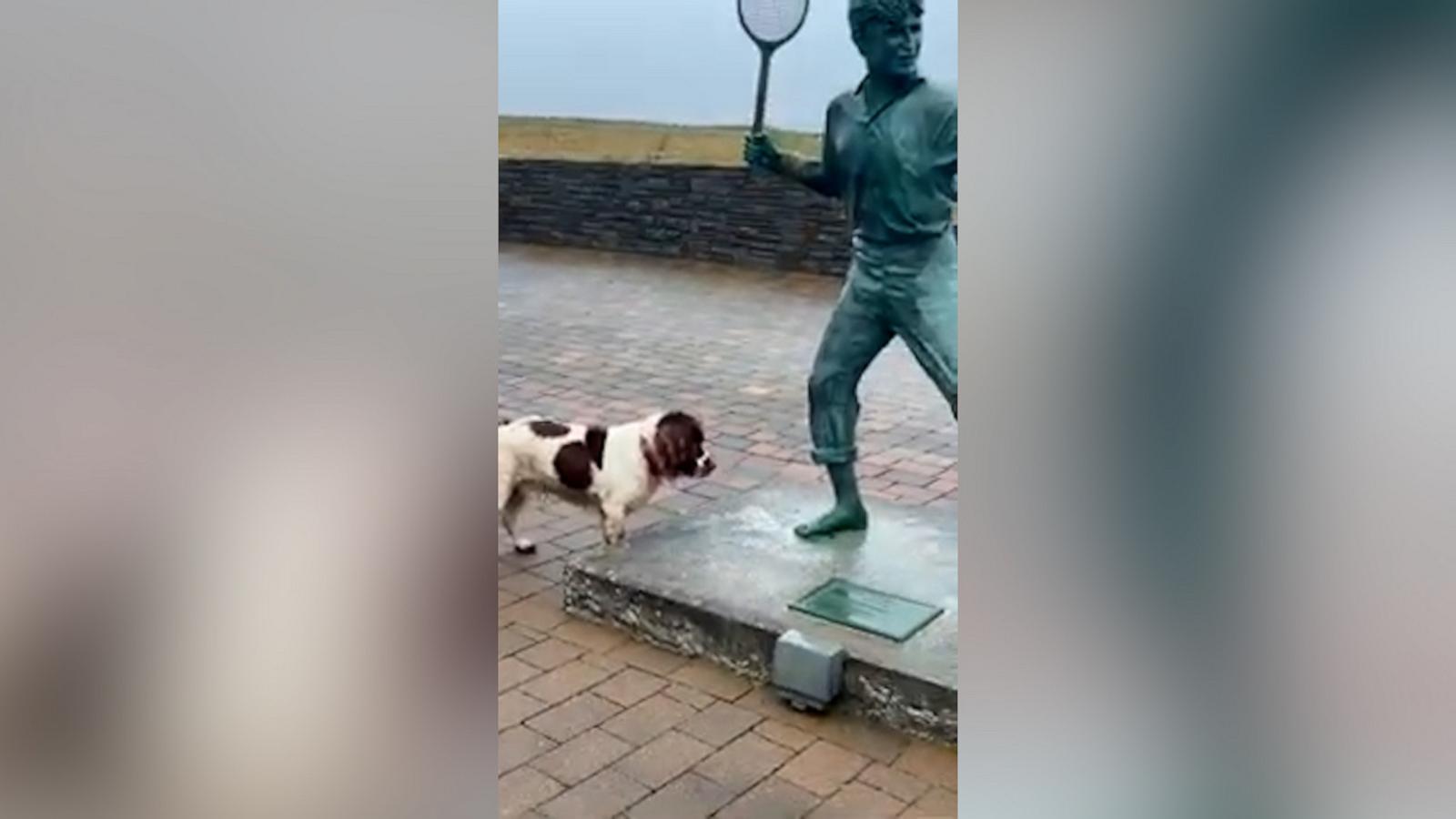 VIDEO: Confused dog tries to play fetch with statue