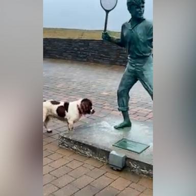 VIDEO: Confused dog tries to play fetch with statue