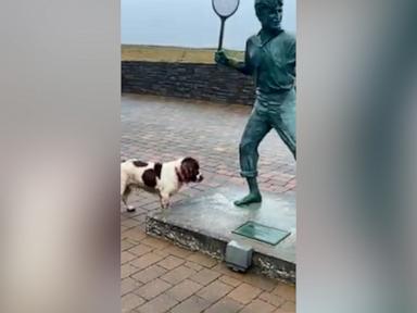 WATCH:  Confused dog tries to play fetch with statue
