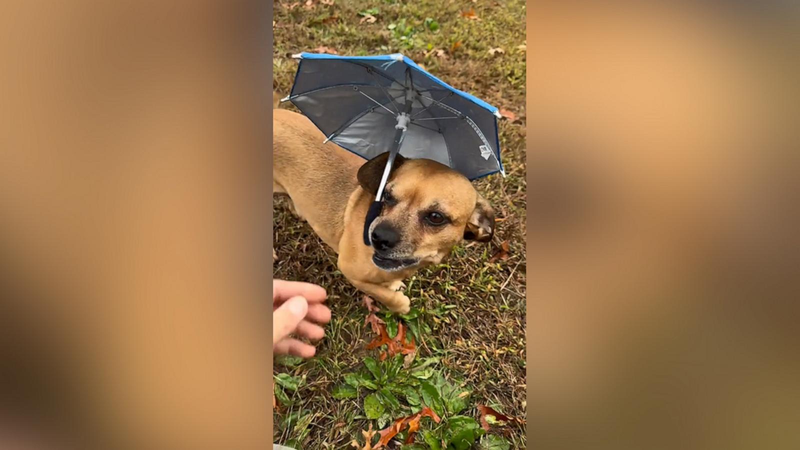 VIDEO: Pup holds mini umbrella in the rain