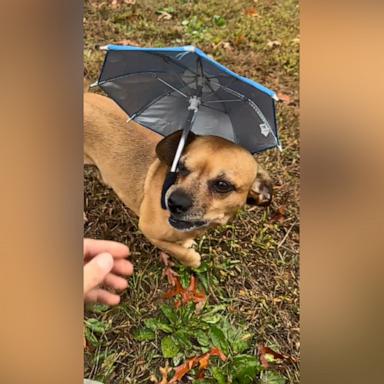 VIDEO: Pup holds mini umbrella in the rain 