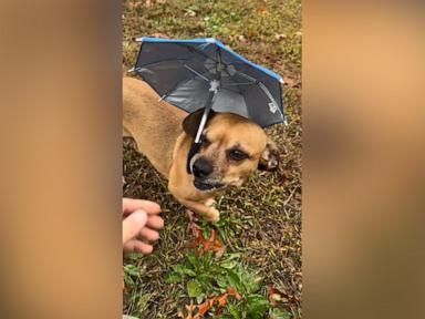 WATCH:  Pup holds mini umbrella in the rain