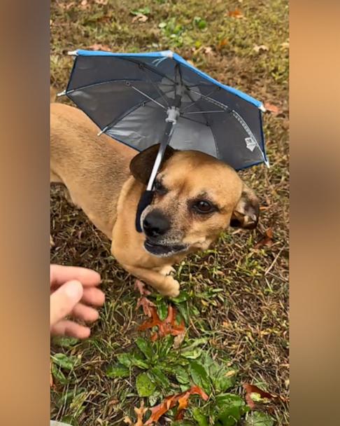 Pup holds mini umbrella in the rain Good Morning America