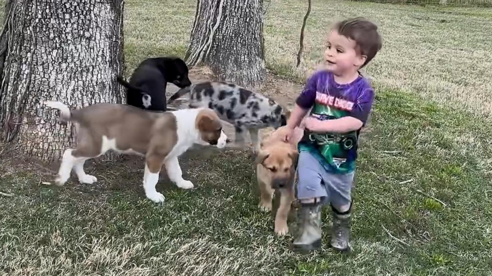 VIDEO: Watch this toddler have the best time playing with 5 foster puppies