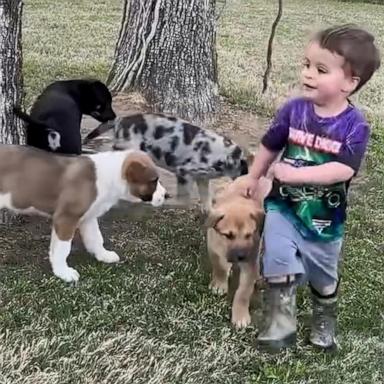 VIDEO: Watch this toddler have the best time playing with 5 foster puppies 