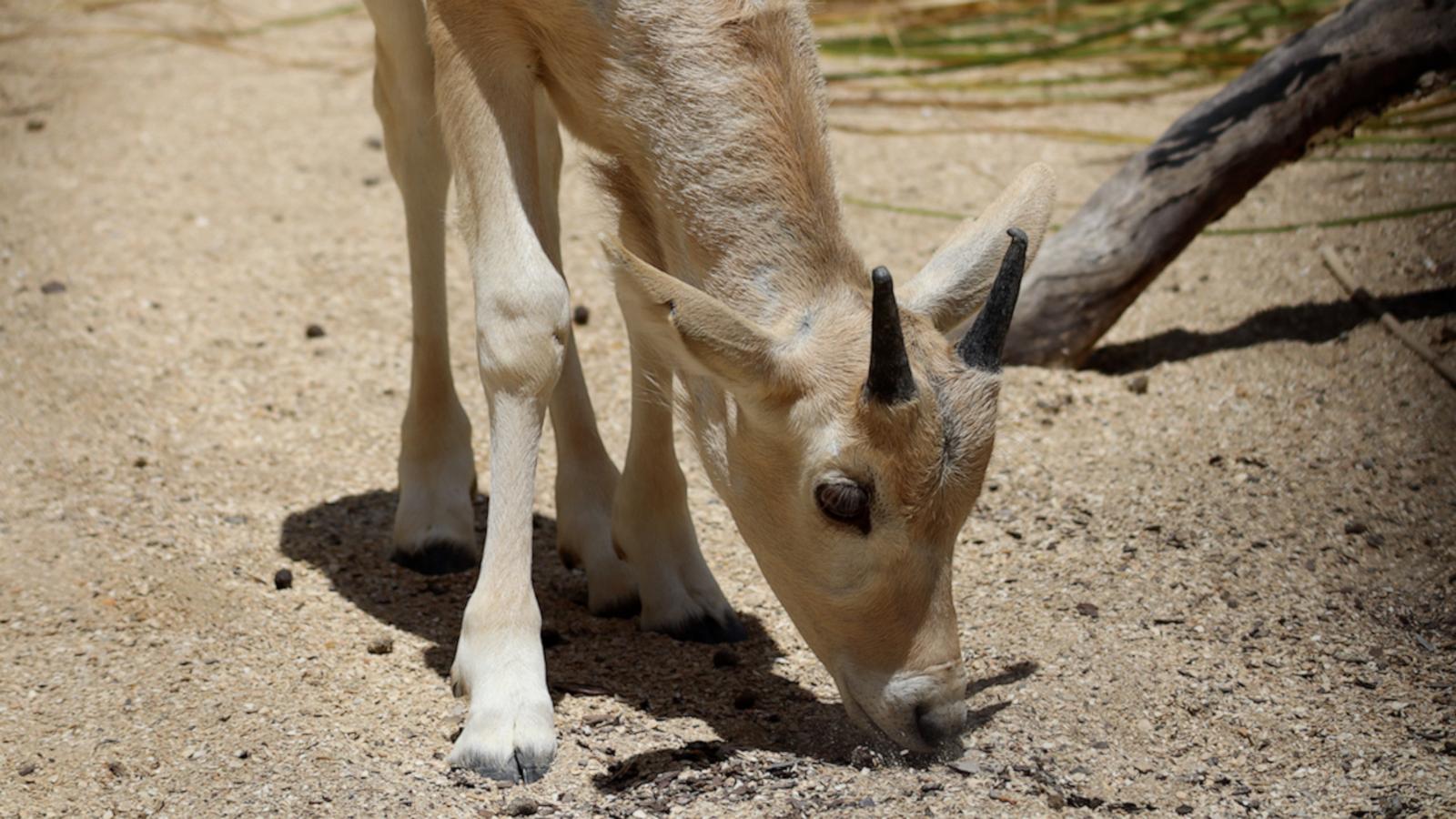 VIDEO: Disney’s Animal Kingdom welcomes rare baby addax