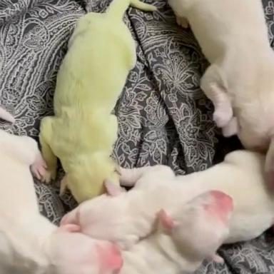 VIDEO: A puppy named Shamrock was born with green fur