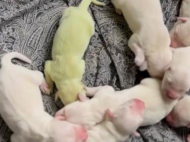 WATCH:  A puppy named Shamrock was born with green fur