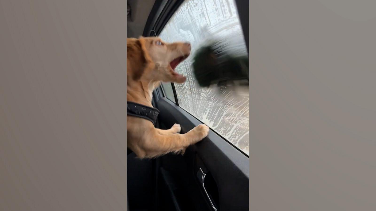 VIDEO: Cocker spaniel visits car wash and can't get enough of the cleaning brush