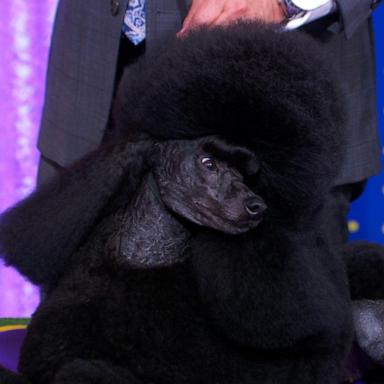 VIDEO: Miniature poodle takes top honor at Westminster Kennel Club dog show