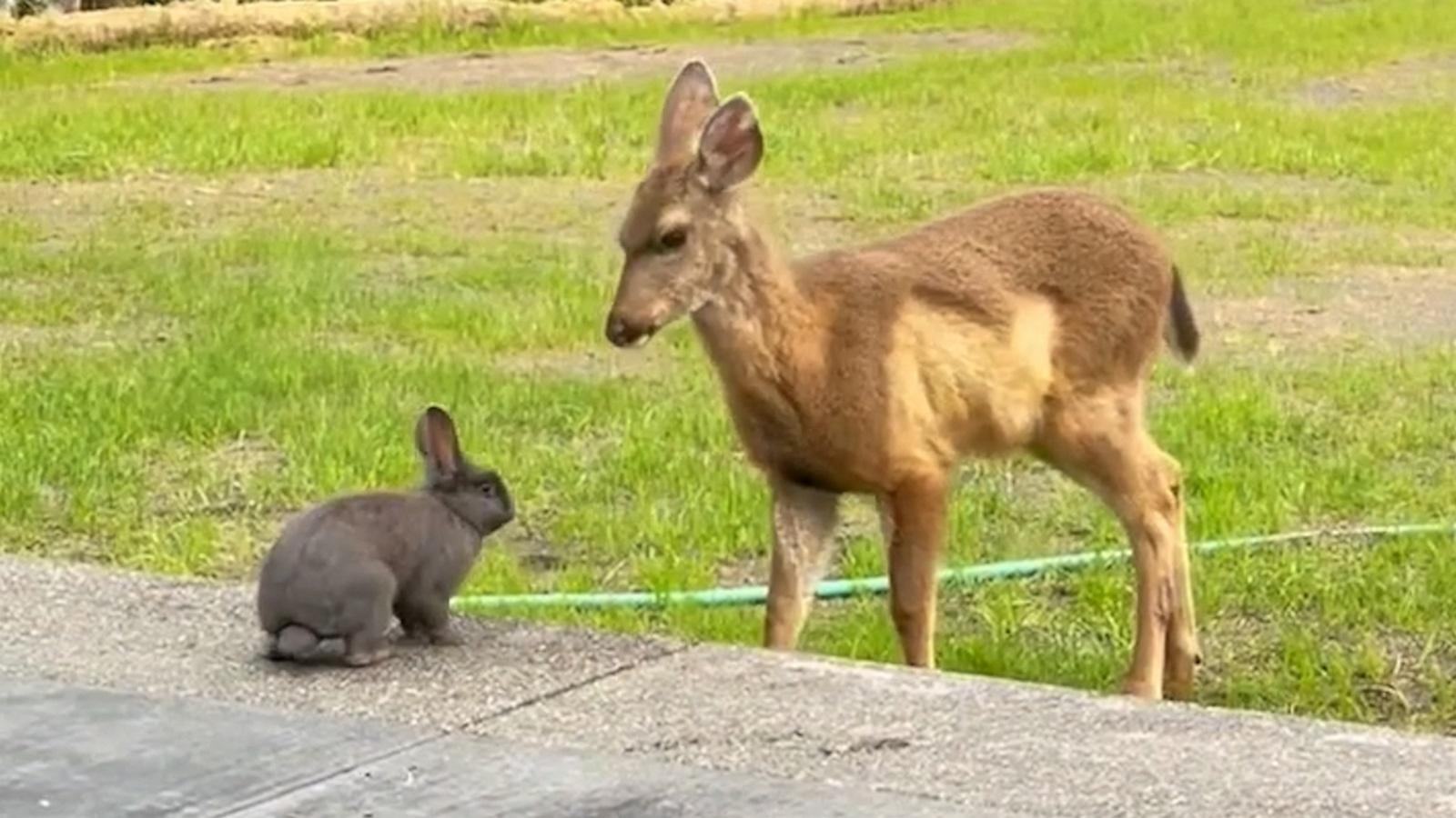 VIDEO: A real-life Bambi and Thumper caught on camera