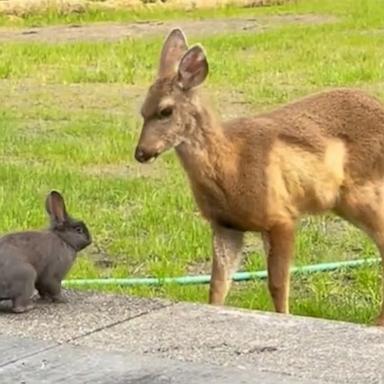VIDEO: A real-life Bambi and Thumper caught on camera 