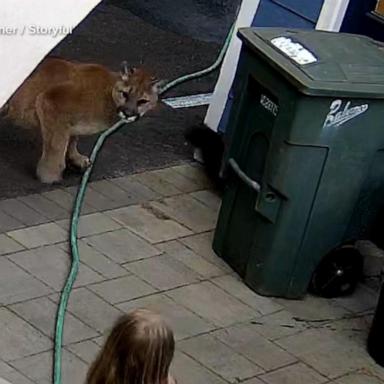 VIDEO: Family has encounter with cougar in backyard of home