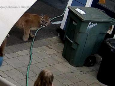 WATCH:  Family has encounter with cougar in backyard of home