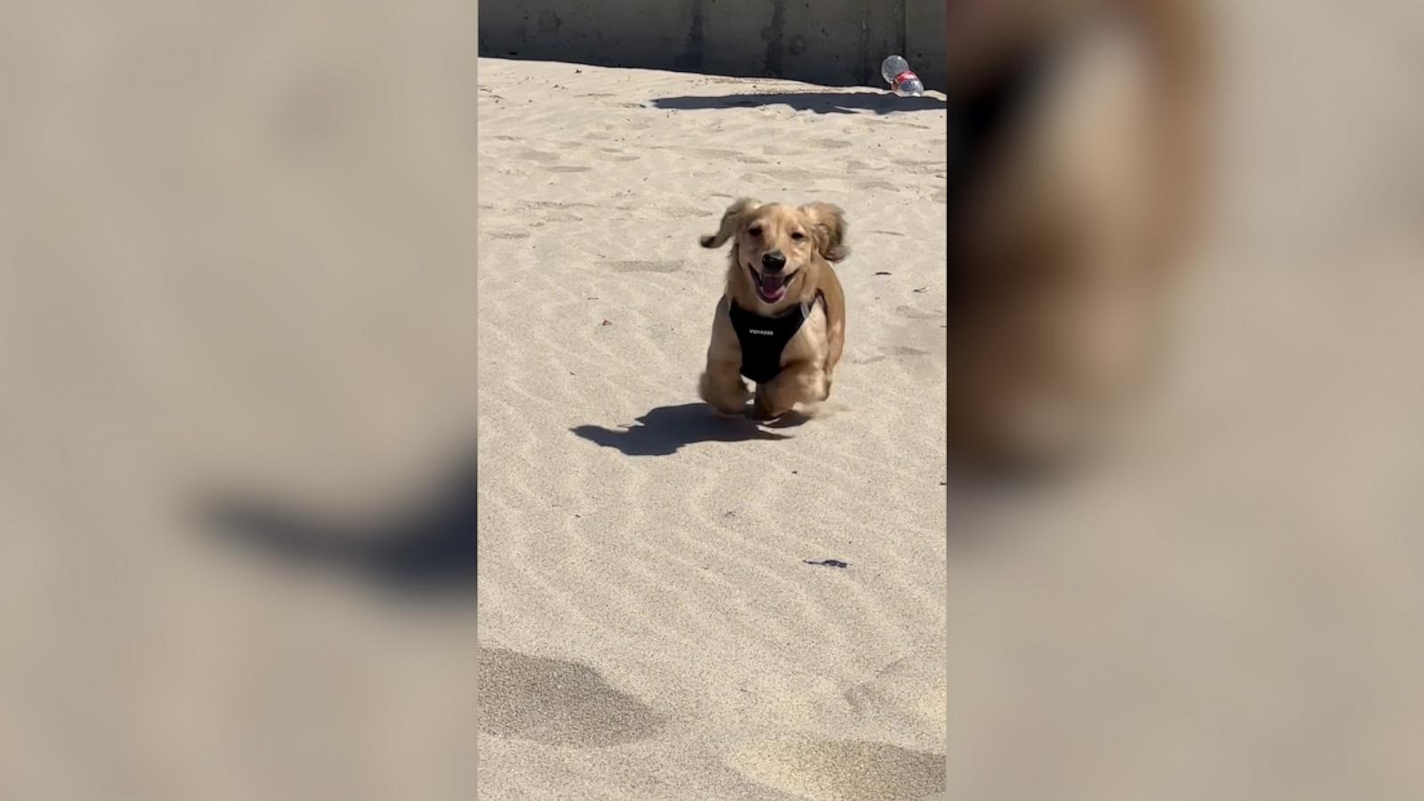 VIDEO: 1st time on the beach for this Mini dachshund