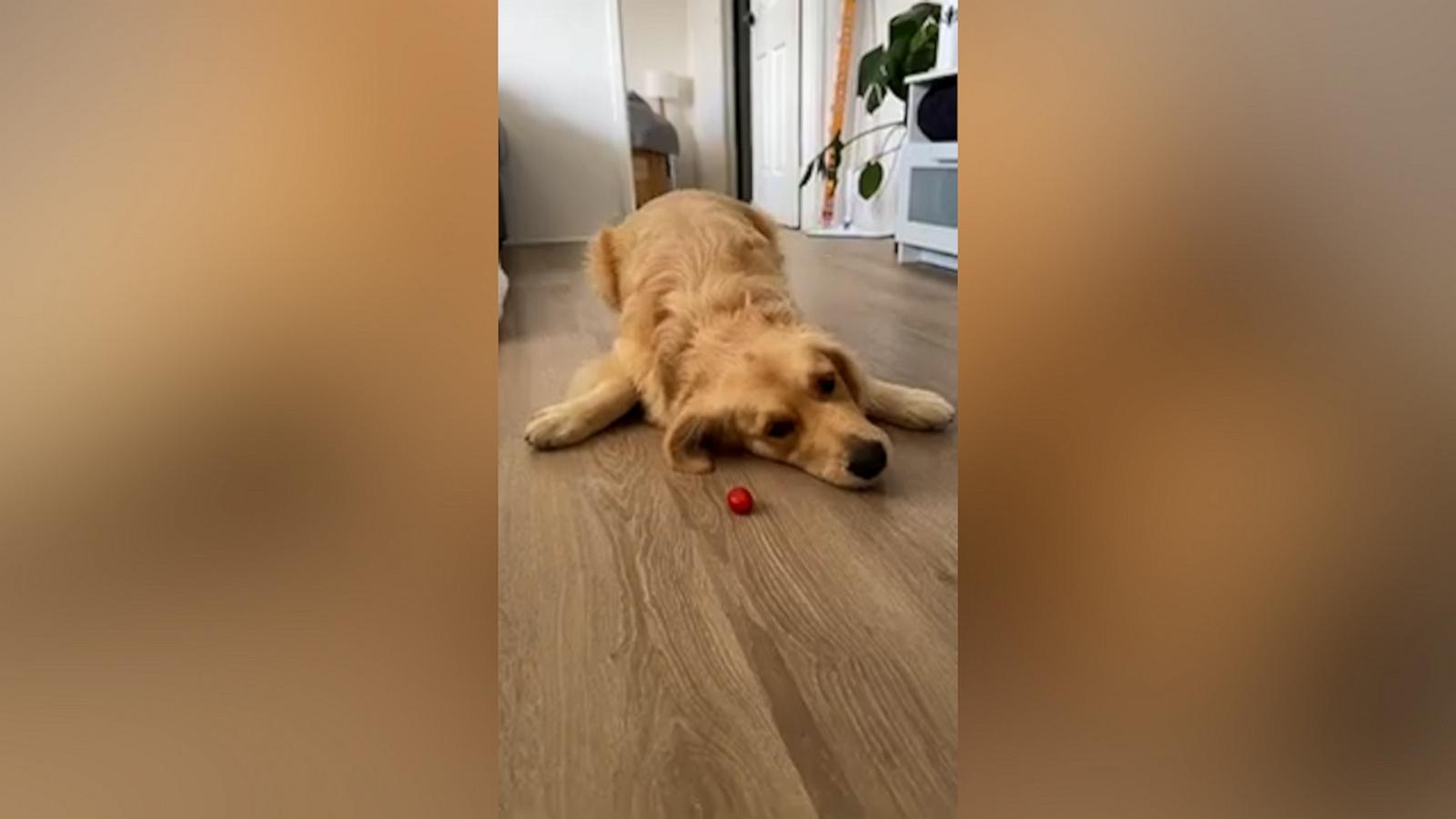 VIDEO: Dog loves to play with tomatoes