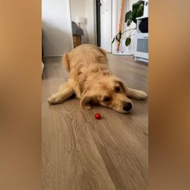 VIDEO: Dog loves to play with tomatoes 