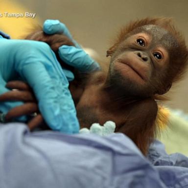 VIDEO: Newborn orangutan’s new name revealed