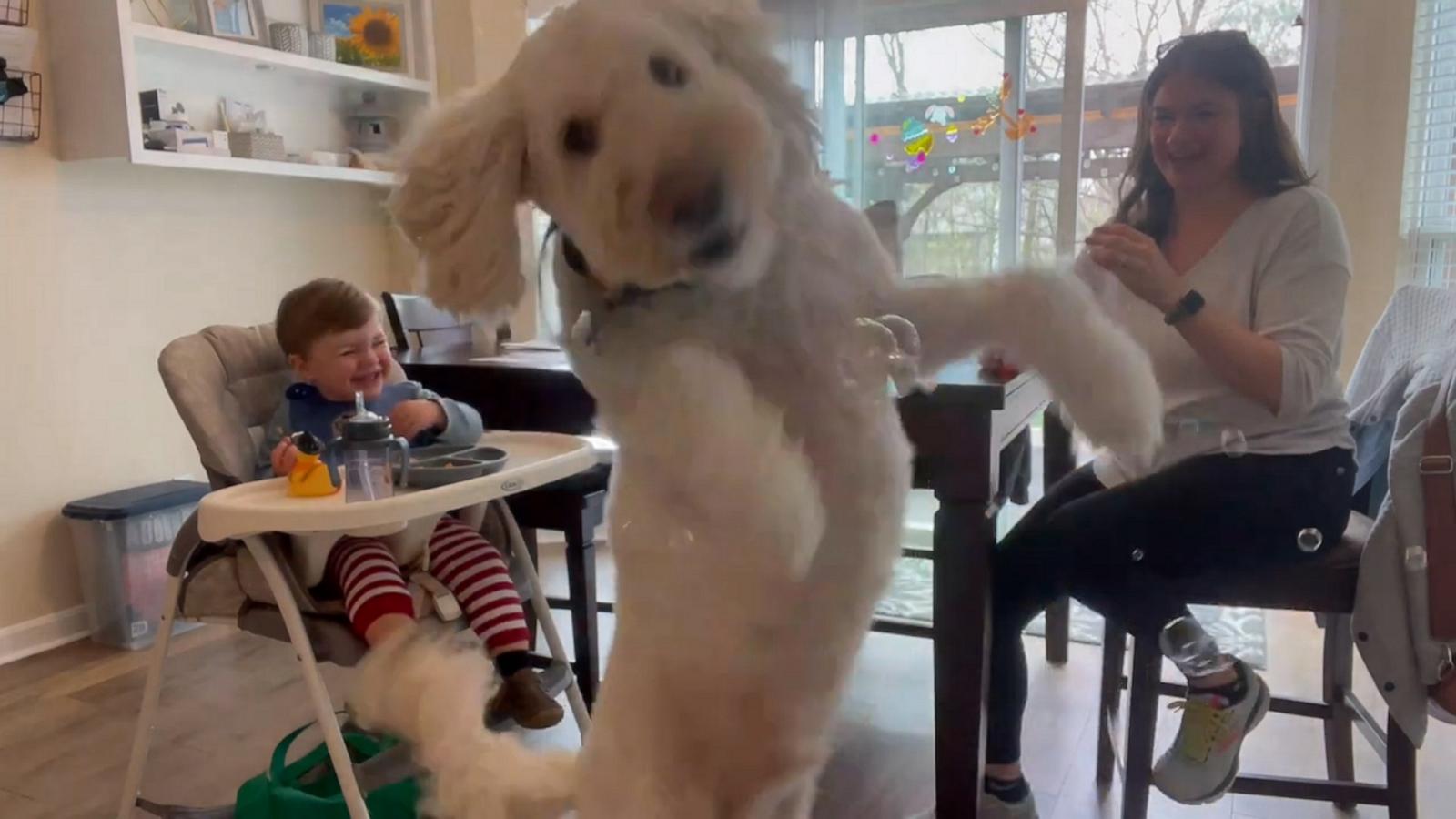 VIDEO: Cute baby can’t stop laughing as dog chases bubbles