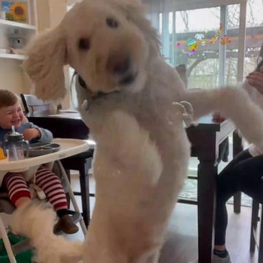 VIDEO: Cute baby can’t stop laughing as dog chases bubbles 