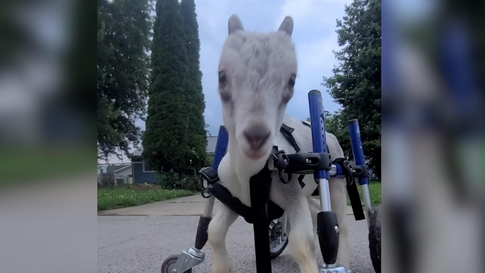 VIDEO: Goat with cerebellar hyperplasia learns to run with custom wheelchair