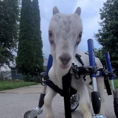 VIDEO: Goat with cerebellar hyperplasia learns to run with custom wheelchair 