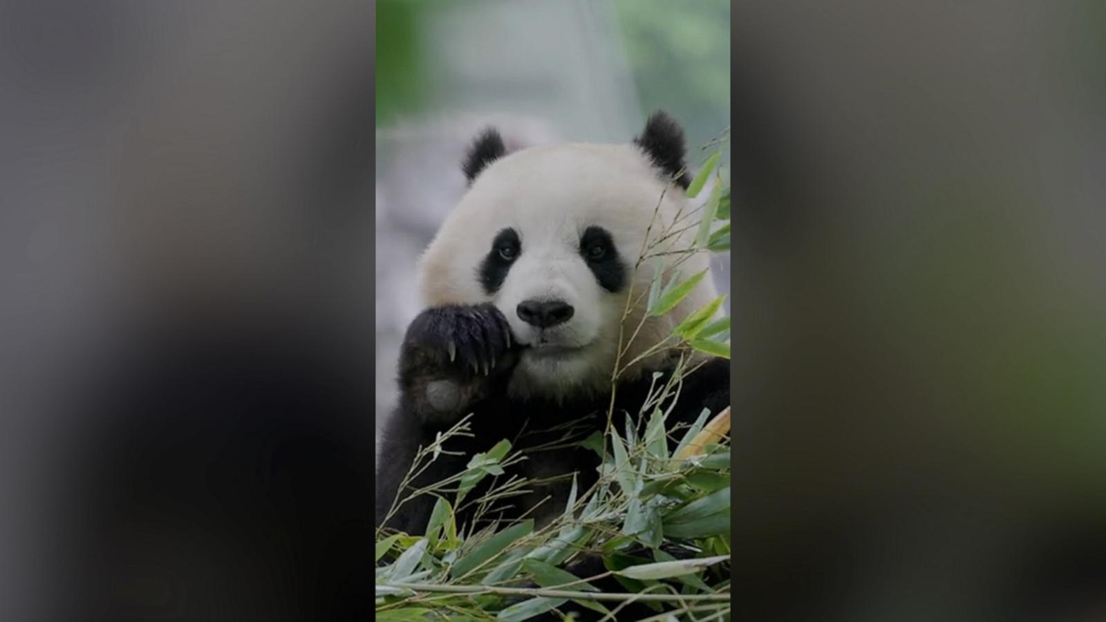 Meet Bao Li and Qing Bao, the 2-year-old pandas arriving soon at the National Zoo.