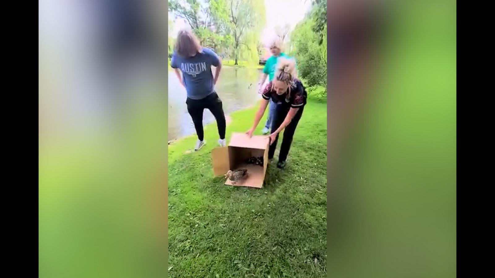 VIDEO: See the heartwarming moment a mother duck and her ducklings are rescued