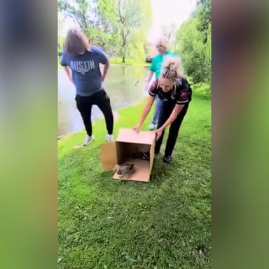 VIDEO: See the heartwarming moment a mother duck and her ducklings are rescued 