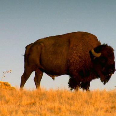 VIDEO: Elderly woman attacked by bison at Yellowstone