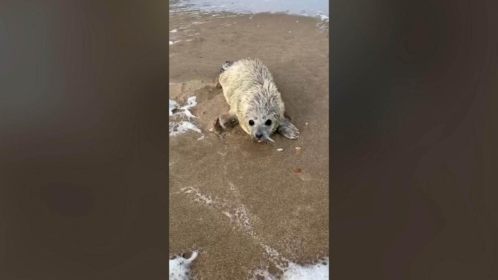 Kiwi has gone viral on TikTok for his incredible recovery thanks to the Seal Rescue and Rehabilitation Center in the Netherlands.