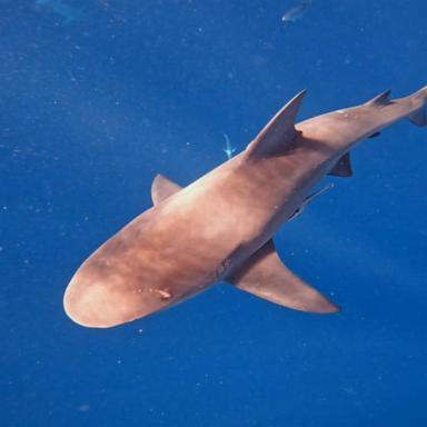 VIDEO: Florida beach hotspot closed after multiple shark attacks