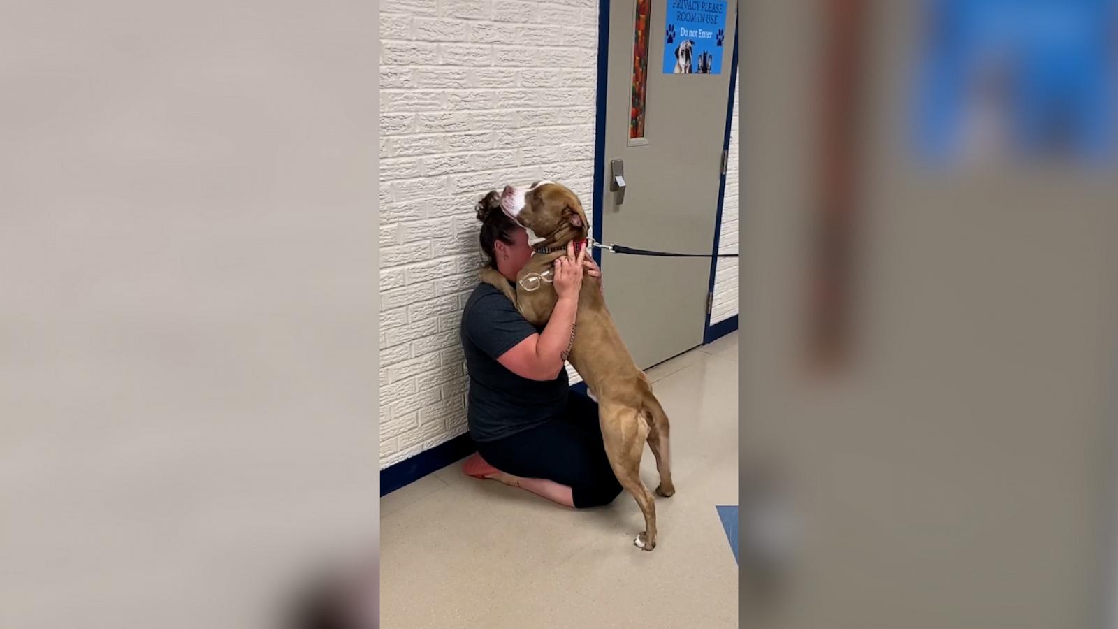 Woman reunited with emotional support dog after nearly 2 years apart ...