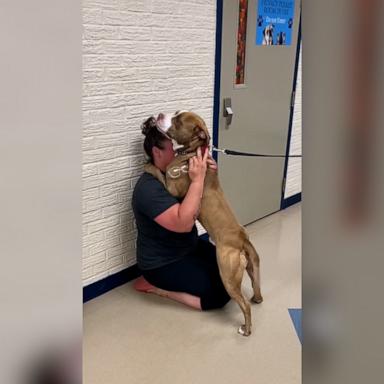 VIDEO: Woman reunited with emotional support dog after nearly 2 years apart 