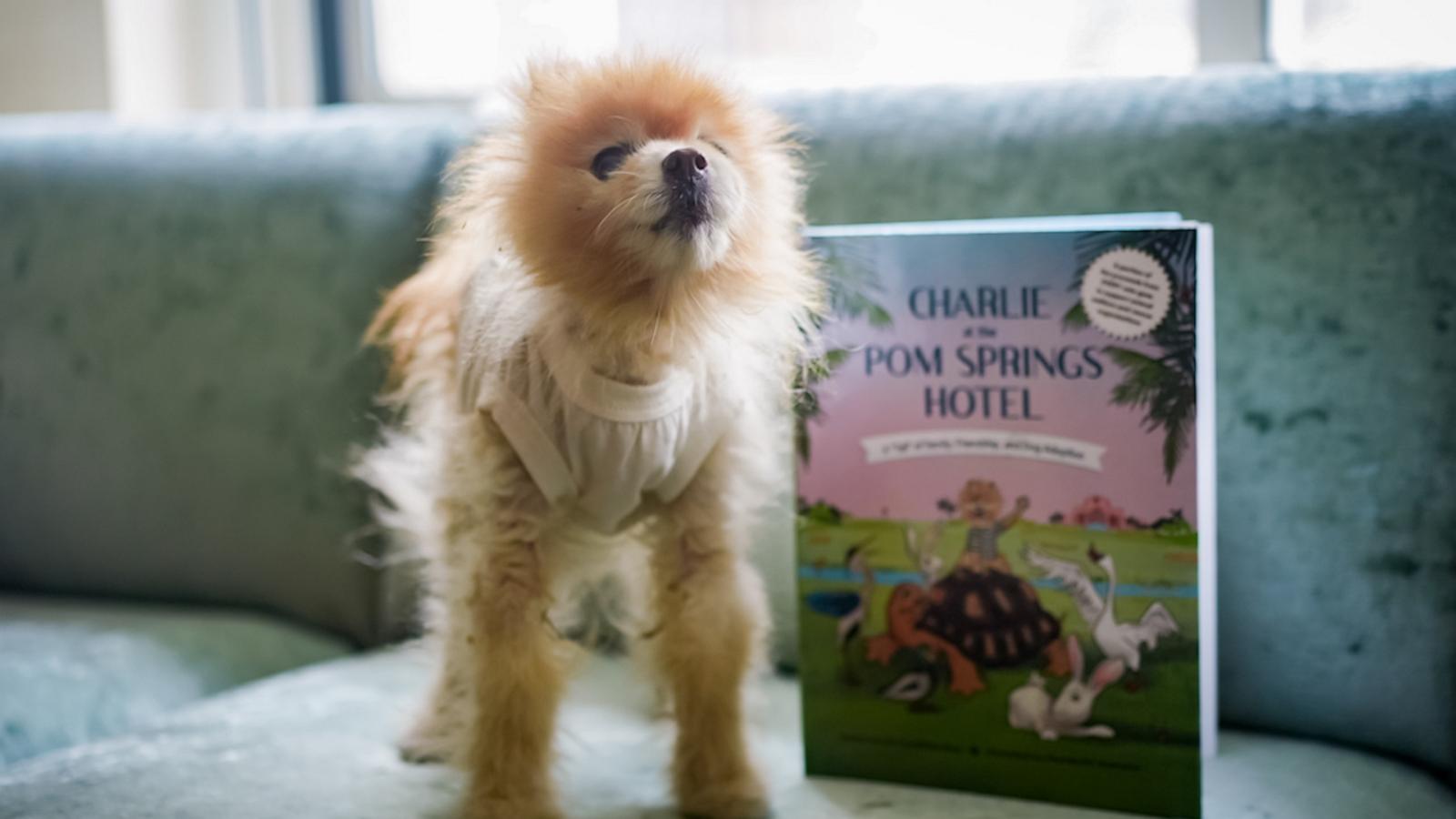 VIDEO: Meet Charlie the rescue dog who teaches others about adoption