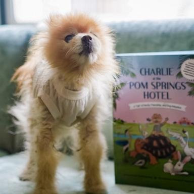 VIDEO: Meet Charlie the rescue dog who teaches others about adoption